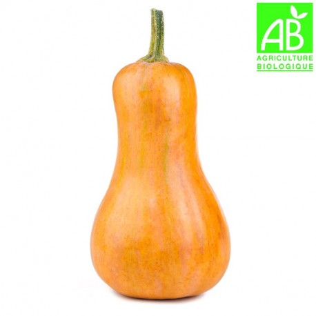 Courge butternut bio