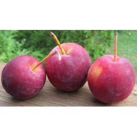 Pomme Jeromine (1 kg)