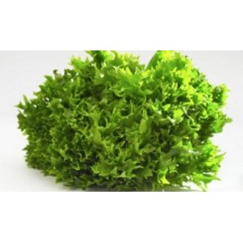 Salade frisée Bio